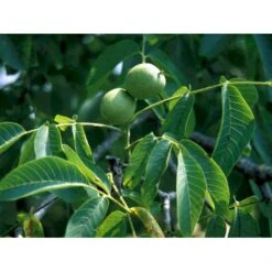 Almindelig Valnød Juglans Regia Heister 200-250 Cm. Med Potte -Plantetorvet mi1351 juglans regia 4ad4