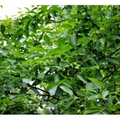 Almindelig Valnød Juglans Regia Heister 200-250 Cm. Med Potte -Plantetorvet mi1351 juglans regia ab6e