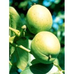 Almindelig Valnød Juglans Regia Heister 200-250 Cm. Med Potte -Plantetorvet mi1360 juglans nigra 840b