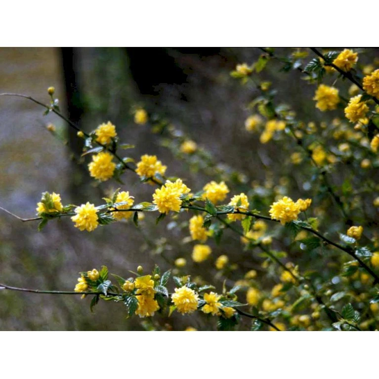 Ranunkelbusk Kerria Japonica 'Pleniflora' 5 Liter potte Ranunkelbusk Kerria Japonica 'Pleniflora' 5 Liter Potte -Plantetorvet mi1379 kerria japonica pleniflora 6342