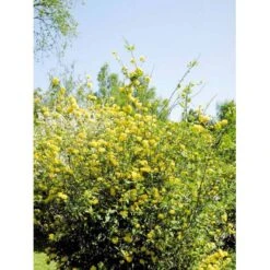 Ranunkelbusk Kerria Japonica 'Pleniflora' 5 Liter Potte 4 Ranunkelbusk Kerria Japonica 'Pleniflora' 5 Liter Potte -Plantetorvet mi1379 kerria japonica pleniflora 7429
