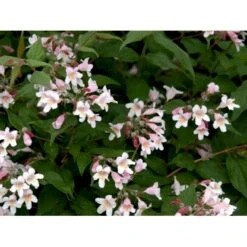 Dronningebusk 'Syvdal' Kolkwitzia Amabilis 'Syvdal' 5 Liter Potte 4 Dronningebusk 'Syvdal' Kolkwitzia Amabilis 'Syvdal' 5 Liter Potte -Plantetorvet mi1386 kolkwitzia amabilis syvdal 4579