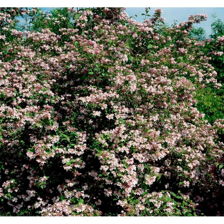 Dronningebusk 'Syvdal' Kolkwitzia Amabilis 'Syvdal' 5 Liter potte Dronningebusk 'Syvdal' Kolkwitzia Amabilis 'Syvdal' 5 Liter Potte -Plantetorvet mi1386 kolkwitzia amabilis syvdal e3ce