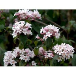 Dronningebusk 'Pink Cloud' Kolkwitzia Amabilis 'Pink Cloud' Potte 7,5 Liter 80-100 Cm. -Plantetorvet mi1389 kolkwitzia amabilis pink cloud f2be