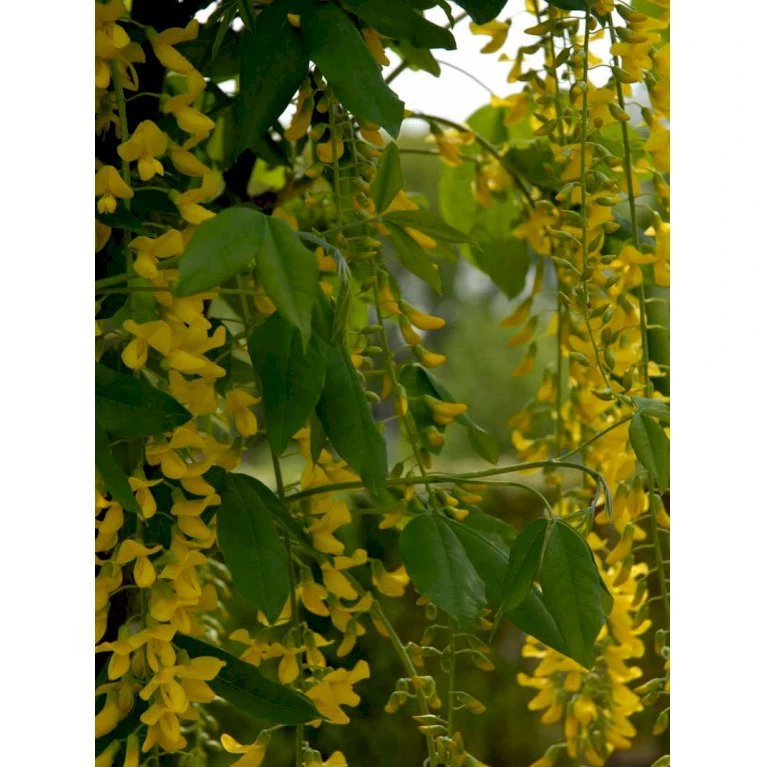 Alpeguldregn Laburnum Alpinum Opstammet 120 cm. 7,5 liter potte Alpeguldregn Laburnum Alpinum Opstammet 120 Cm. 7,5 Liter Potte -Plantetorvet mi1390 laburnum alpinum 7d38