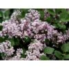 Dværgsyren 'Heimdal' Syringa Meyeri 'Heimdal' Potte 3,5 Liter 30-40 Cm. 2 Dværgsyren 'Heimdal' Syringa Meyeri 'Heimdal' Potte 3,5 Liter 30-40 Cm. -Plantetorvet mi14118 syringa meyeri 35f5