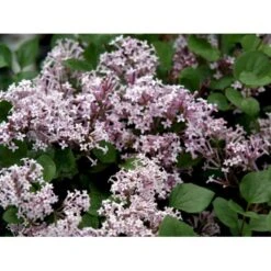 Dværgsyren 'Heimdal' Syringa Meyeri 'Heimdal' Potte 3,5 Liter 30-40 Cm.