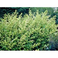 Gul Bredbladet Liguster Ligustrum Ovalifolium 'Aureum' Potte 12 Liter,- 100-125 Cm. -Plantetorvet mi1433 ligustrum ovalifolium aureum 3e53