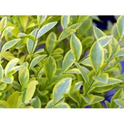 Gul Bredbladet Liguster Ligustrum Ovalifolium 'Aureum' Potte 12 Liter,- 100-125 Cm. -Plantetorvet mi1433 ligustrum ovalifolium aureum 8dbe