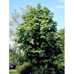 Hestekastanie Aesculus Hippocastanum Potte 12 Liter,- 150-175 Cm. 9 Hestekastanie Aesculus Hippocastanum Potte 12 Liter,- 150-175 Cm. -Plantetorvet mi143 aesculus hippocastanum 2985