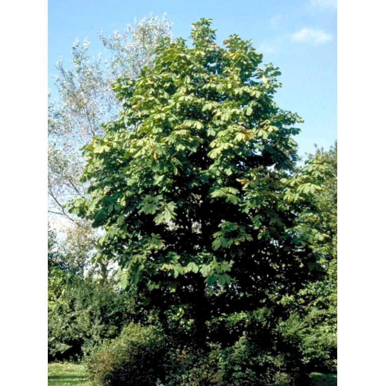 Hestekastanie Aesculus Hippocastanum Potte 12 liter,- 150-175 cm. Hestekastanie Aesculus Hippocastanum Potte 12 Liter,- 150-175 Cm. -Plantetorvet mi143 aesculus hippocastanum 2985