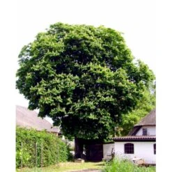 Hestekastanie Aesculus Hippocastanum Potte 12 Liter,- 150-175 Cm. 8 Hestekastanie Aesculus Hippocastanum Potte 12 Liter,- 150-175 Cm. -Plantetorvet mi143 aesculus hippocastanum 4dc9