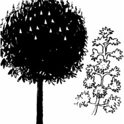 Hestekastanie Aesculus Hippocastanum Potte 12 Liter,- 150-175 Cm. 7 Hestekastanie Aesculus Hippocastanum Potte 12 Liter,- 150-175 Cm. -Plantetorvet mi143 aesculus hippocastanum a103