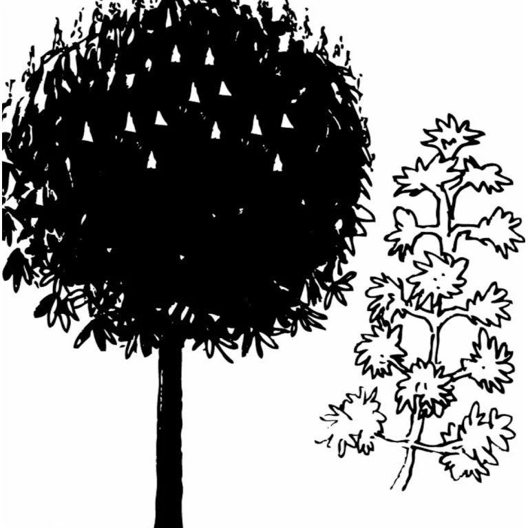 Hestekastanie Aesculus Hippocastanum Potte 12 liter,- 150-175 cm. Hestekastanie Aesculus Hippocastanum Potte 12 Liter,- 150-175 Cm. -Plantetorvet mi143 aesculus hippocastanum a103