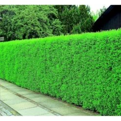 Liguster / Ligusterhæk 'Liga' Ligustrum Vulgare 'Liga' Potte 7,5 Liter 80-100 Cm 4 Liguster / Ligusterhæk 'Liga' Ligustrum Vulgare 'Liga' Potte 7,5 Liter 80-100 Cm -Plantetorvet mi1441 ligustrum vulgare liga df75 1