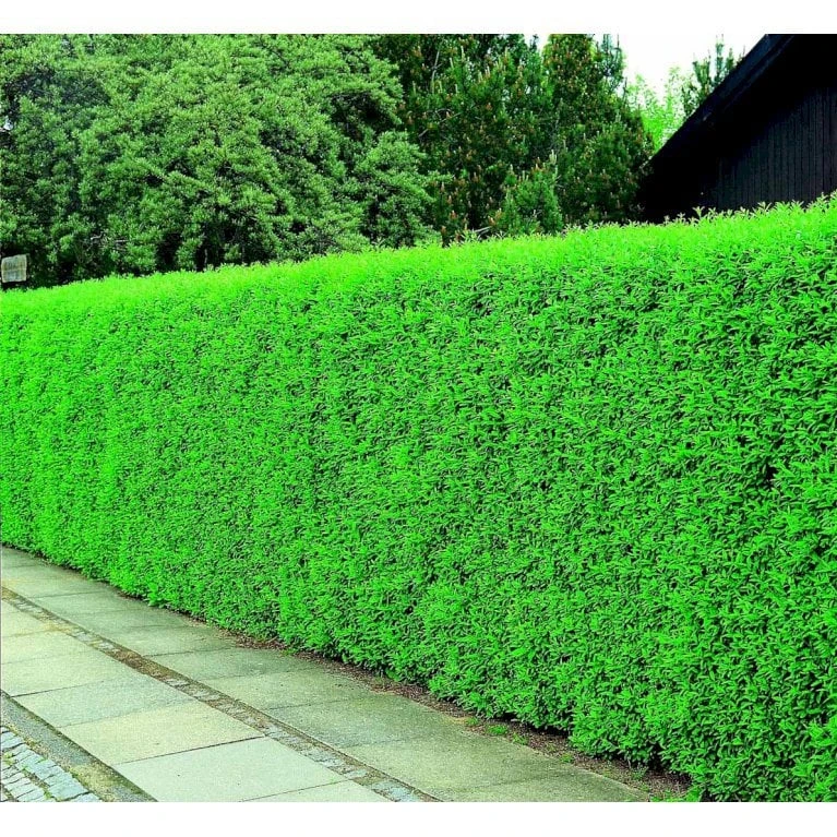 Liguster / Ligusterhæk 'Liga' Ligustrum Vulgare 'Liga' Potte 7,5 liter 80-100 cm Liguster / Ligusterhæk 'Liga' Ligustrum Vulgare 'Liga' Potte 7,5 Liter 80-100 Cm -Plantetorvet mi1441 ligustrum vulgare liga df75 1