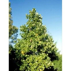 Tulipantræ Liriodendron Tulipifera Med Klump,- 150-175 Cm. 6 Tulipantræ Liriodendron Tulipifera Med Klump,- 150-175 Cm. -Plantetorvet mi1444 liriodendron tulipifera 656b