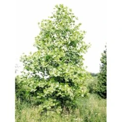 Tulipantræ Liriodendron Tulipifera Med Klump,- 150-175 Cm. 5 Tulipantræ Liriodendron Tulipifera Med Klump,- 150-175 Cm. -Plantetorvet mi1444 liriodendron tulipifera ac79