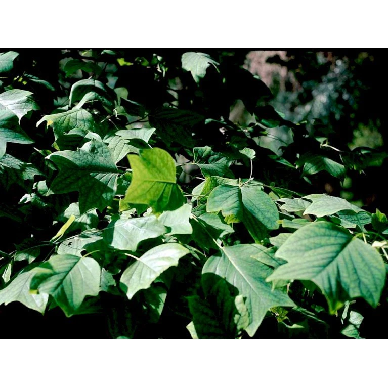 Tulipantræ Liriodendron Tulipifera Med klump,- 150-175 cm. Tulipantræ Liriodendron Tulipifera Med Klump,- 150-175 Cm. -Plantetorvet mi1444 liriodendron tulipifera e805