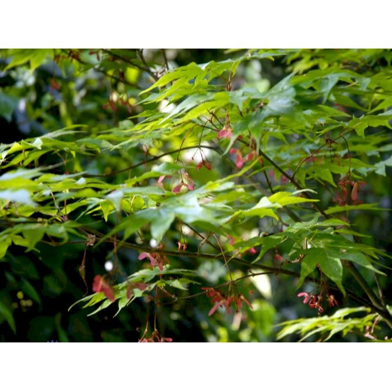 Japansk Løn Acer Palmatum 'Osakazuki' Potte 20 liter,- 125-150 cm. Japansk Løn Acer Palmatum 'Osakazuki' Potte 20 Liter,- 125-150 Cm. -Plantetorvet mi14459 acer palmatum osakazuki 387c