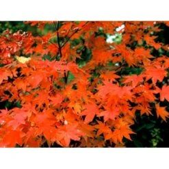 Japansk Løn Acer Palmatum 'Osakazuki' Potte 20 Liter,- 125-150 Cm. 9 Japansk Løn Acer Palmatum 'Osakazuki' Potte 20 Liter,- 125-150 Cm. -Plantetorvet mi14459 acer palmatum osakazuki 76f7