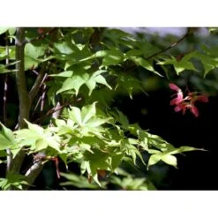 Japansk Løn Acer Palmatum 'Osakazuki' Potte 20 Liter,- 125-150 Cm. 6 Japansk Løn Acer Palmatum 'Osakazuki' Potte 20 Liter,- 125-150 Cm. -Plantetorvet mi14459 acer palmatum osakazuki 842e