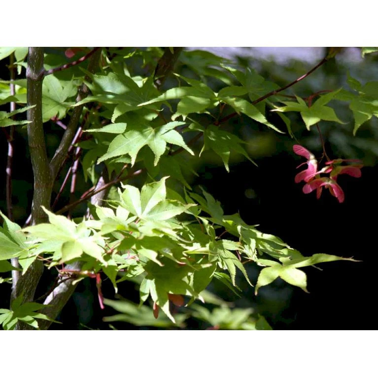 Japansk Løn Acer Palmatum 'Osakazuki' Potte 20 liter,- 125-150 cm. Japansk Løn Acer Palmatum 'Osakazuki' Potte 20 Liter,- 125-150 Cm. -Plantetorvet mi14459 acer palmatum osakazuki 842e