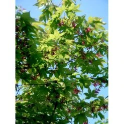 Japansk Løn Acer Palmatum 'Osakazuki' Potte 20 Liter,- 125-150 Cm. 10 Japansk Løn Acer Palmatum 'Osakazuki' Potte 20 Liter,- 125-150 Cm. -Plantetorvet mi14459 acer palmatum osakazuki 9a4e