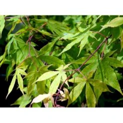 Japansk Løn Acer Palmatum 'Osakazuki' Potte 20 Liter,- 125-150 Cm. 8 Japansk Løn Acer Palmatum 'Osakazuki' Potte 20 Liter,- 125-150 Cm. -Plantetorvet mi14459 acer palmatum osakazuki df4a