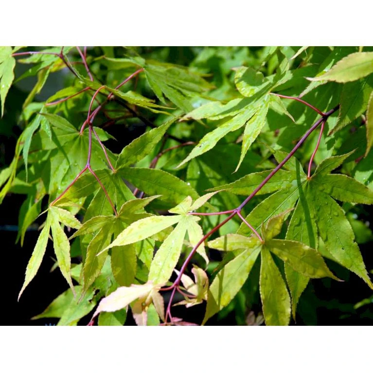 Japansk Løn Acer Palmatum 'Osakazuki' Potte 20 liter,- 125-150 cm. Japansk Løn Acer Palmatum 'Osakazuki' Potte 20 Liter,- 125-150 Cm. -Plantetorvet mi14459 acer palmatum osakazuki df4a