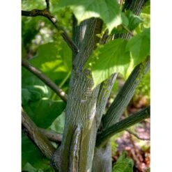 Nye udgivelser 19 Slangeskinds Løn Acer Rufinerve Solitær Busk 150-200 Cm. - Med Klump