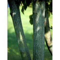 Slangeskinds Løn Acer Rufinerve Solitær Busk 150-200 Cm. - Med Klump 7 Slangeskinds Løn Acer Rufinerve Solitær Busk 150-200 Cm. - Med Klump -Plantetorvet mi14503 acer rufinerve bb65