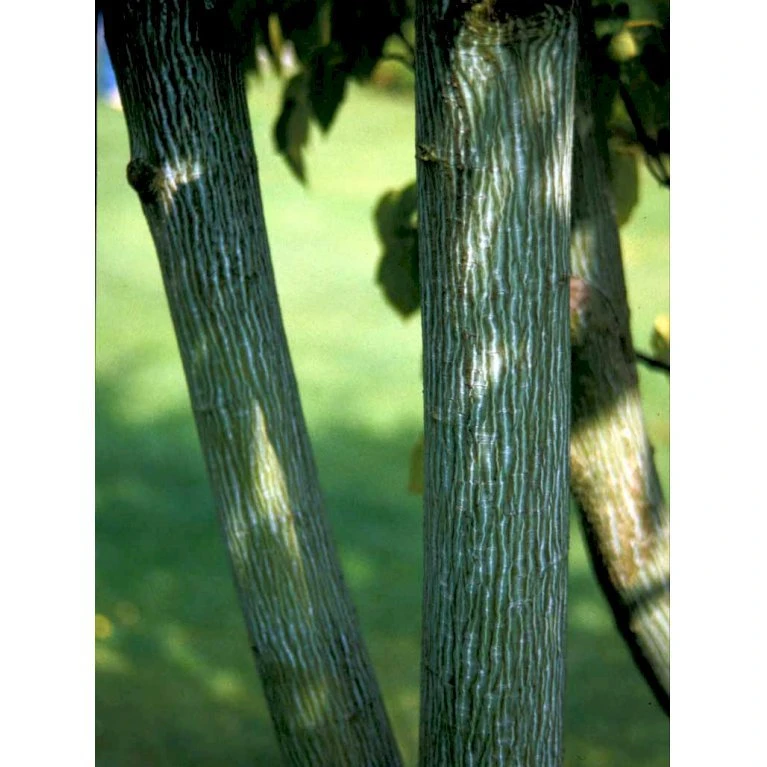 Slangeskinds Løn Acer Rufinerve Solitær busk 150-200 cm. - med klump Slangeskinds Løn Acer Rufinerve Solitær Busk 150-200 Cm. - Med Klump -Plantetorvet mi14503 acer rufinerve bb65