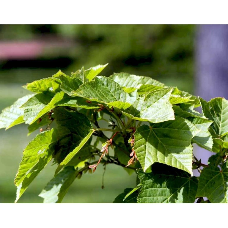 Slangeskinds Løn Acer Rufinerve Solitær busk 150-200 cm. - med klump Slangeskinds Løn Acer Rufinerve Solitær Busk 150-200 Cm. - Med Klump -Plantetorvet mi14503 acer rufinerve f54c
