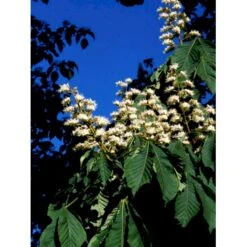 Hestekastanie Aesculus Hippocastanum Potte 12 Liter,- 150-175 Cm. 10 Hestekastanie Aesculus Hippocastanum Potte 12 Liter,- 150-175 Cm. -Plantetorvet mi14521 aesculus eb85