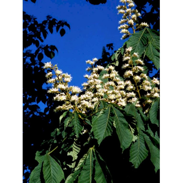 Hestekastanie Aesculus Hippocastanum Potte 12 liter,- 150-175 cm. Hestekastanie Aesculus Hippocastanum Potte 12 Liter,- 150-175 Cm. -Plantetorvet mi14521 aesculus eb85