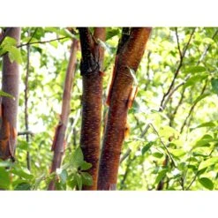 Rødbirk Betula Albosinensis Potte 10 Liter 150-175 Cm. 4 Rødbirk Betula Albosinensis Potte 10 Liter 150-175 Cm. -Plantetorvet mi14591 betula albosinensis 5431