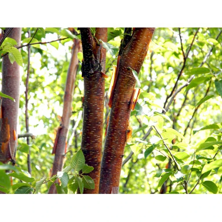 Rødbirk Betula Albosinensis Potte 10 liter 150-175 cm. Rødbirk Betula Albosinensis Potte 10 Liter 150-175 Cm. -Plantetorvet mi14591 betula albosinensis 5431