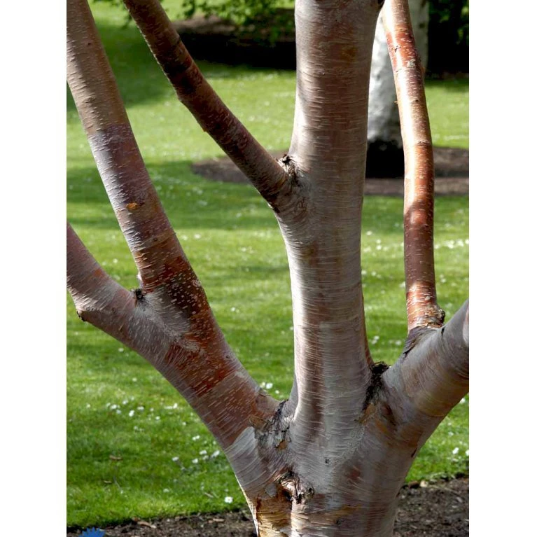 Rødbirk Betula Albosinensis Potte 10 liter 150-175 cm. Rødbirk Betula Albosinensis Potte 10 Liter 150-175 Cm. -Plantetorvet mi14591 betula albosinensis b829
