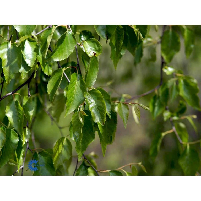 Rødbirk Betula Albosinensis Potte 10 liter 150-175 cm. Rødbirk Betula Albosinensis Potte 10 Liter 150-175 Cm. -Plantetorvet mi14591 betula albosinensis f022