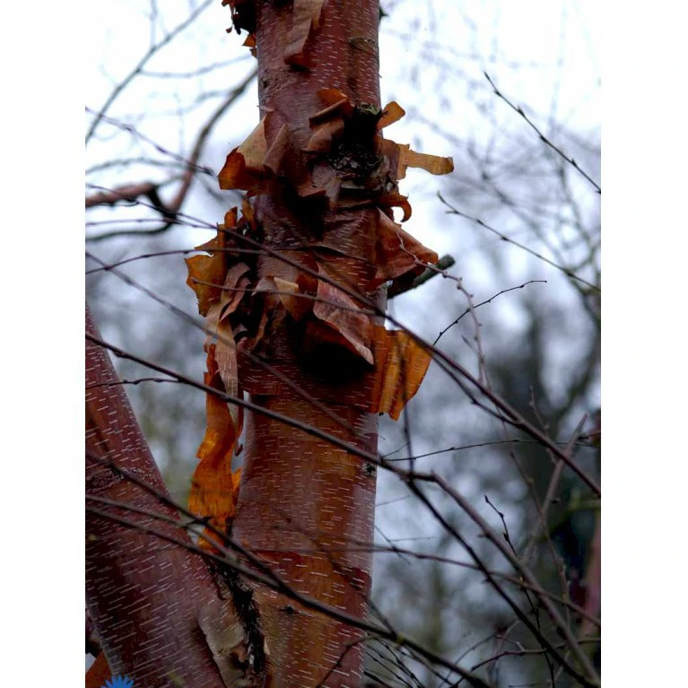 Rødbirk Betula Albosinensis Potte 10 liter 150-175 cm. Rødbirk Betula Albosinensis Potte 10 Liter 150-175 Cm. -Plantetorvet mi14591 betula albosinensis f363