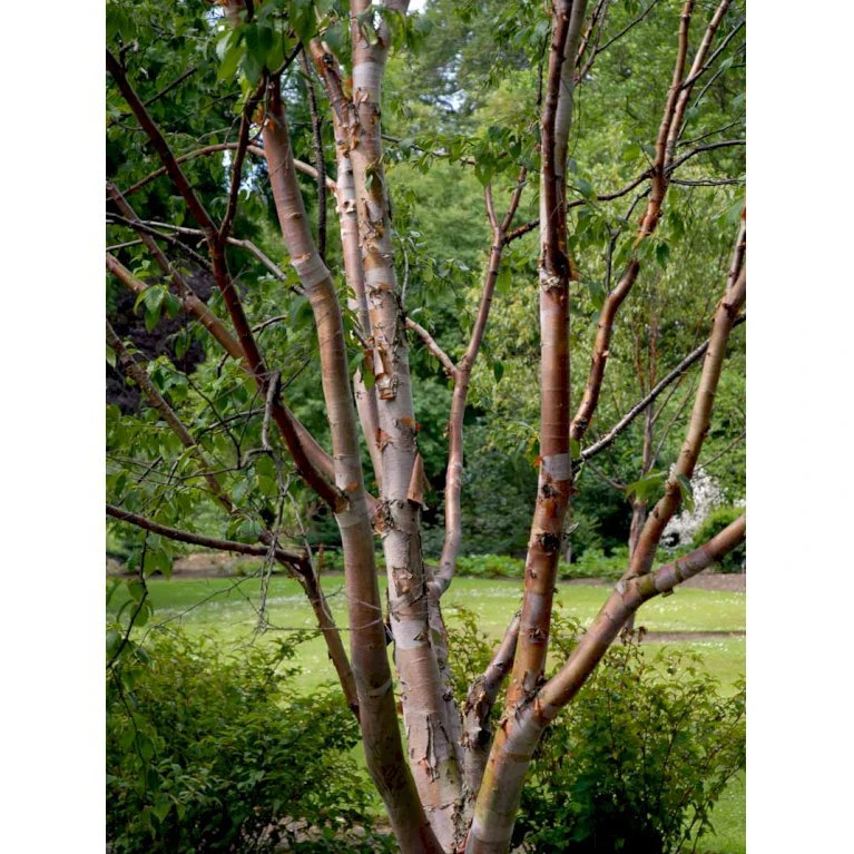 Rødbirk Betula Albosinensis Potte 10 liter 150-175 cm. Rødbirk Betula Albosinensis Potte 10 Liter 150-175 Cm. -Plantetorvet mi14591 betula albosinensis fc8b