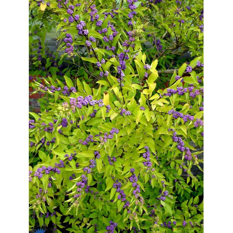 Glasbær 'Issai' Callicarpa Dichotoma 'Issai' 3 liter potte 40-60 cm Glasbær 'Issai' Callicarpa Dichotoma 'Issai' 3 Liter Potte 40-60 Cm -Plantetorvet mi14688 callicarpa dichotoma 4c36