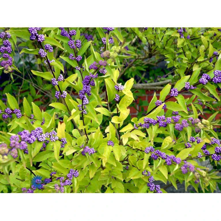Glasbær 'Issai' Callicarpa Dichotoma 'Issai' 3 liter potte 40-60 cm Glasbær 'Issai' Callicarpa Dichotoma 'Issai' 3 Liter Potte 40-60 Cm -Plantetorvet mi14688 callicarpa dichotoma 9ddc