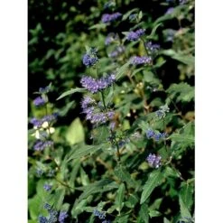 Blåskæg 'Heavenly Blue' Caryopteris Clandonensis 'Heavenly Blue' Potte 2,0 Liter,- 30-40 Cm. -Plantetorvet mi14794 caryopteris clandon heavenly blue 3bc9
