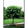 Kugletrompetkrone 'Nana' Catalpa Bignonioides 'Nana' Opstammet 80 Cm. Med Potte