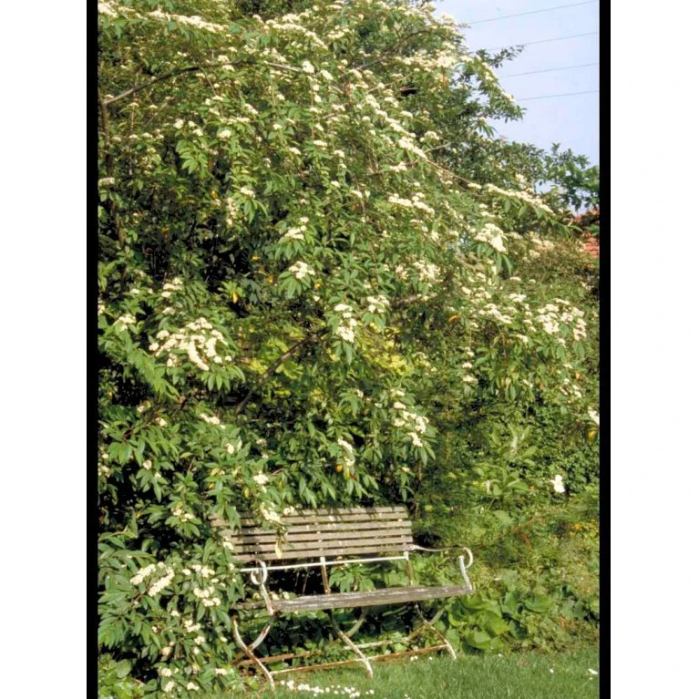 Dværgmispel 'Brandkjær' Cotoneaster Watereri 'Brandkjær' 5 Liter potte Dværgmispel 'Brandkjær' Cotoneaster Watereri 'Brandkjær' 5 Liter Potte -Plantetorvet mi14938 cotoneaster watereri brandkjaer 44b4