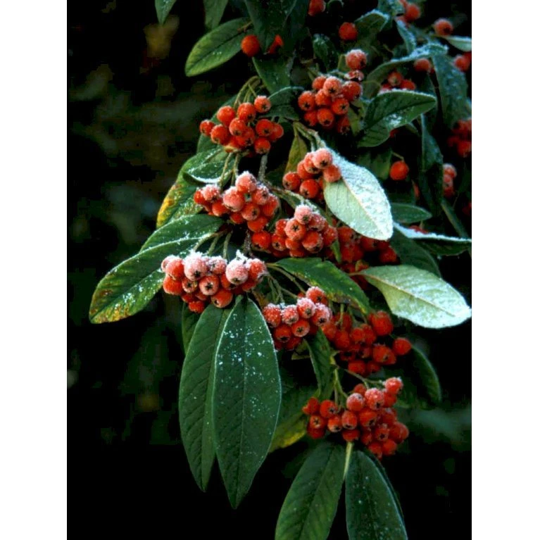 Dværgmispel 'Brandkjær' Cotoneaster Watereri 'Brandkjær' 5 Liter potte Dværgmispel 'Brandkjær' Cotoneaster Watereri 'Brandkjær' 5 Liter Potte -Plantetorvet mi14938 cotoneaster watereri brandkjaer 9d9c