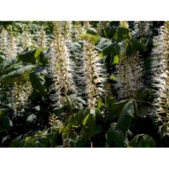 Busk-Hestekastanie Aesculus Parviflora Solitær Busk 100-125 Cm. Høj,- 60-100 Cm. Bred. -Plantetorvet mi149 aesculus parviflora 6458