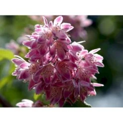 Stjernetop 'Strawberry Fields' Deutzia Gracilis 'Strawberry Fields' Potte 6,5 Liter 60-80 Cm. 4 Stjernetop 'Strawberry Fields' Deutzia Gracilis 'Strawberry Fields' Potte 6,5 Liter 60-80 Cm. -Plantetorvet mi15006 deutzia x hybrida strawberry fields 661e